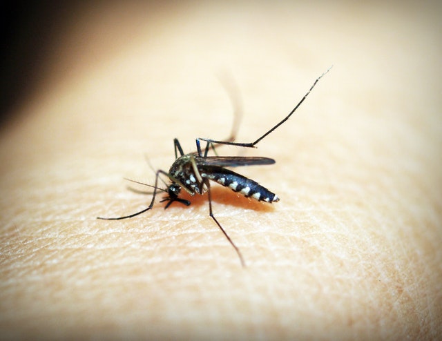 Malaria hyttynen